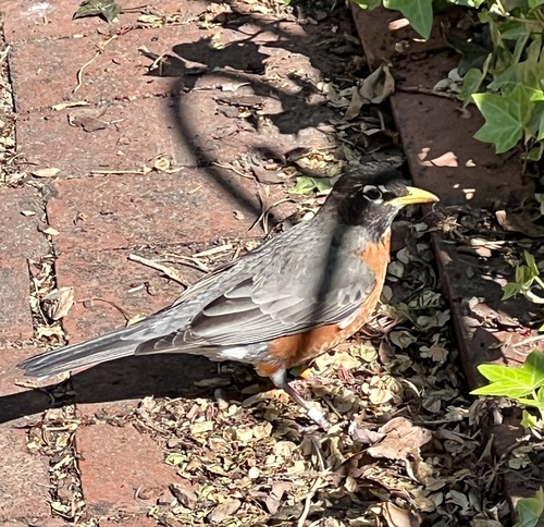 American Robin