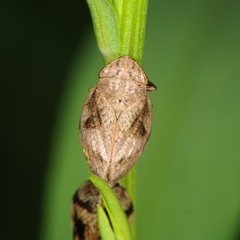 Lepyronia coleoptrata