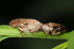 Lepyronia coleoptrata