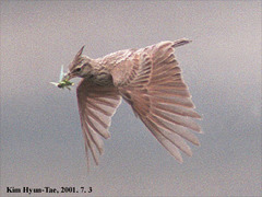 Crested Lark photo 6