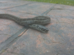 Thamnophis scaliger