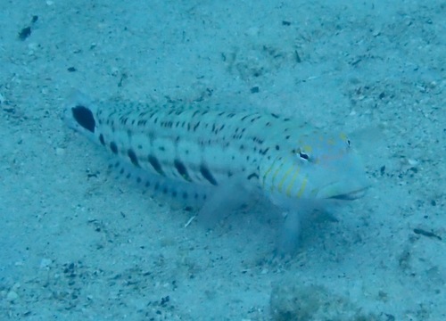 Parapercis xanthogramma