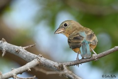 Passerina rositae