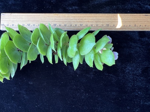 Lysimachia iniki