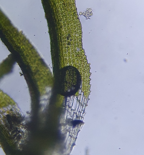 Image of Eucladium verticillatum by no rights reserved