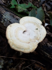 Mycorrhaphium adustum