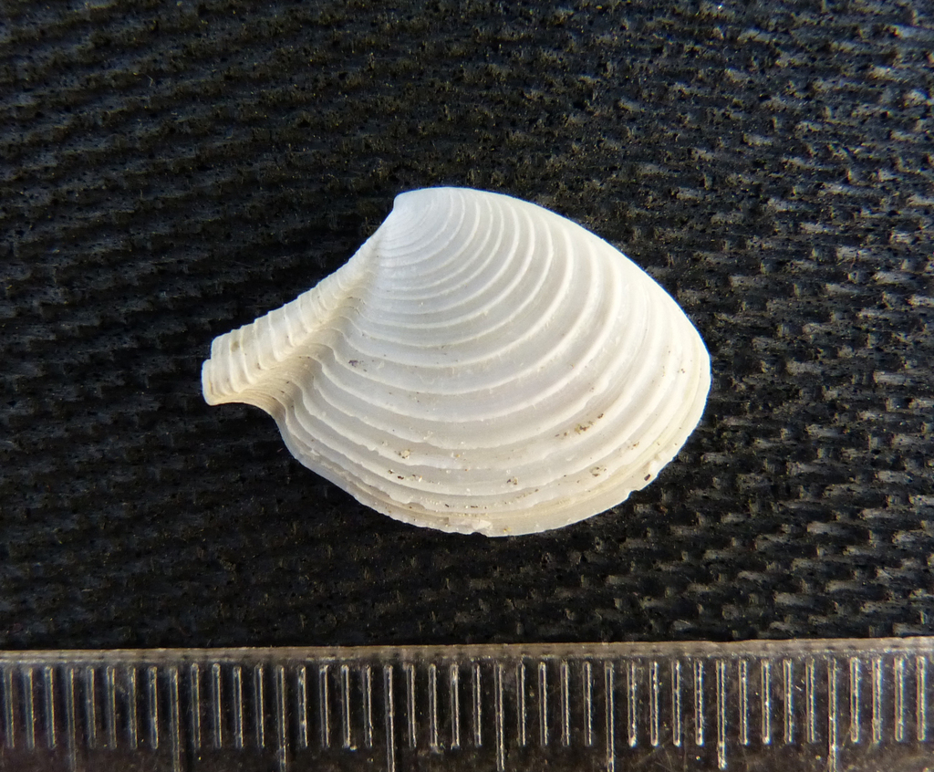 Merisca cristallina