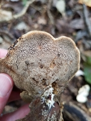 Mycorrhaphium adustum