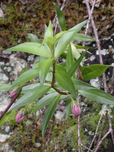 Lysimachia remyi observed 2004-02-05