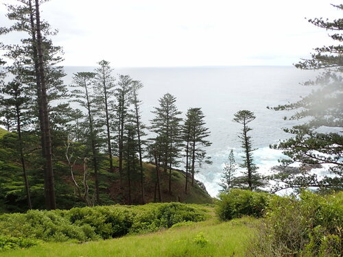 Araucaria heterophylla