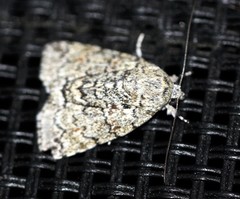 Blenina lichenopa