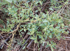 Chenopodium incanum