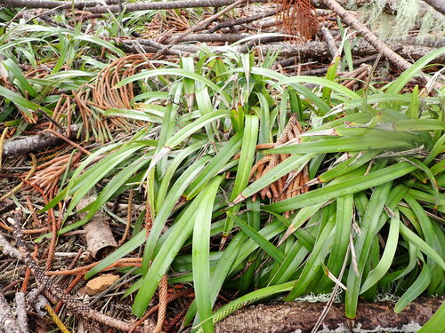 Dianella intermedia