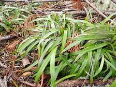 Dianella intermedia