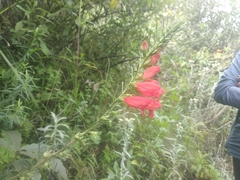 Lamourouxia multifida