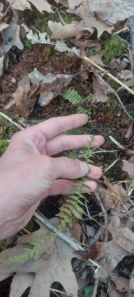 Ebony Spleenwort In April 2023 By Derek Ziomber INaturalist