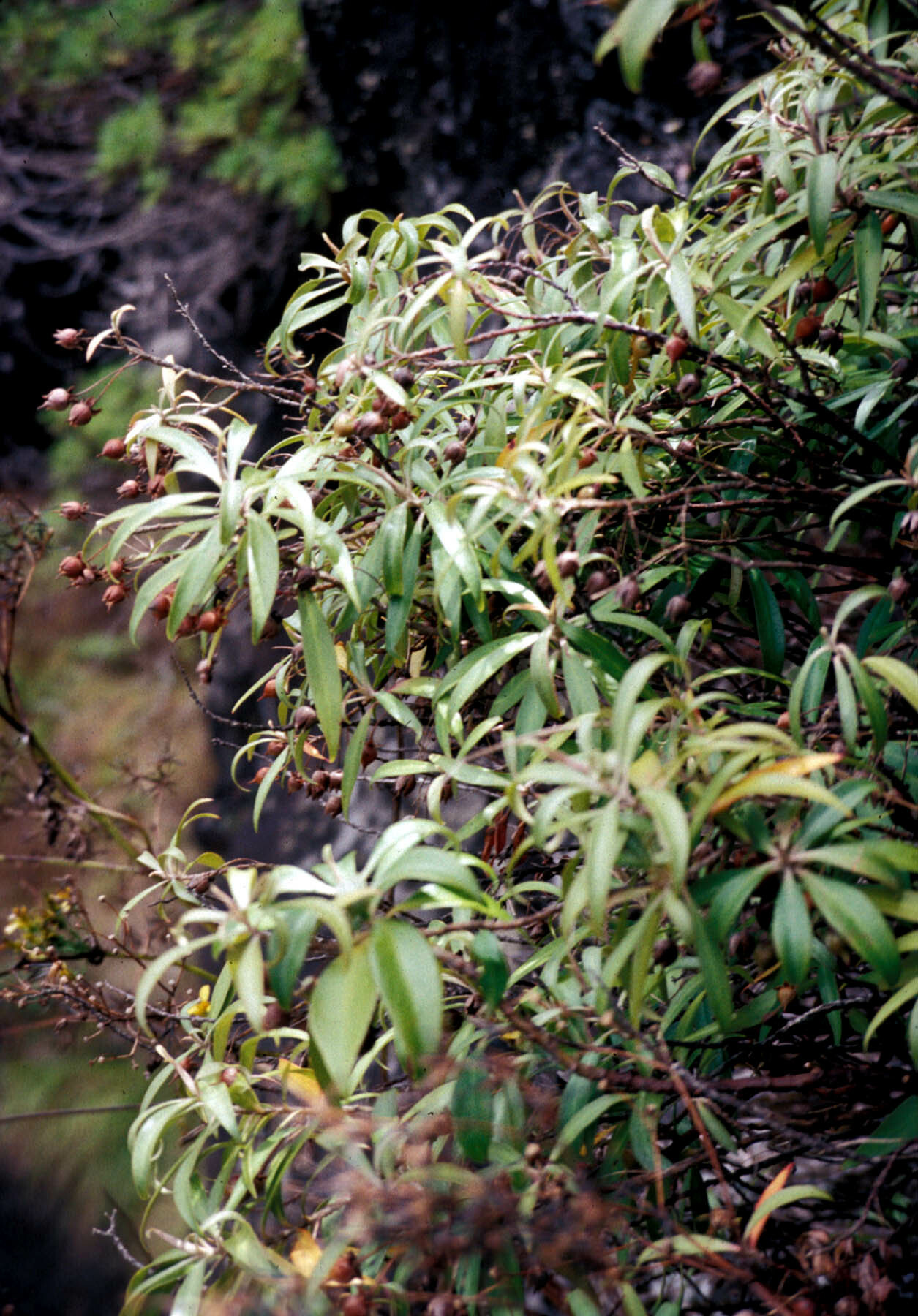 Lysimachia scopulensis