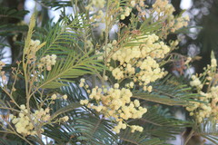 Acacia mearnsii