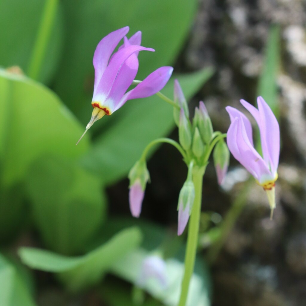 eastern shooting star from Balls Bluff Rd NE, Leesburg, VA 20176, USA