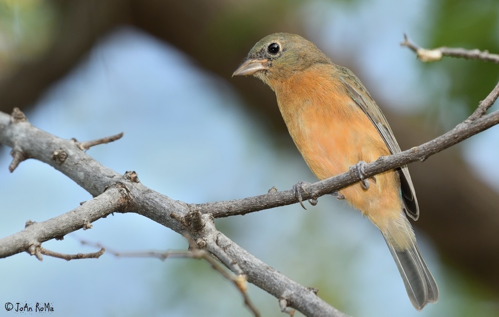 Rose-Bellied Bunting