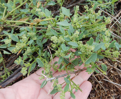 Chenopodium incanum