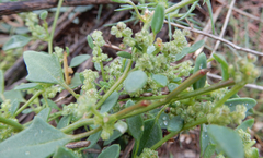 Chenopodium incanum