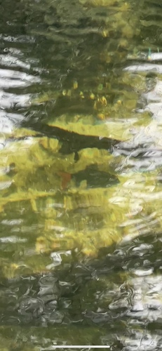 Redtail black shark (Epalzeorhynchos bicolor) — Cyprinidae