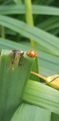 Harmonia axyridis