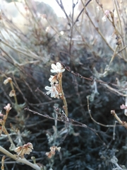Eriogonum wrightii nodosum