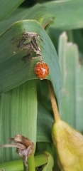 Harmonia axyridis