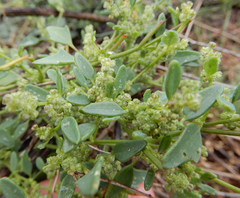 Chenopodium incanum