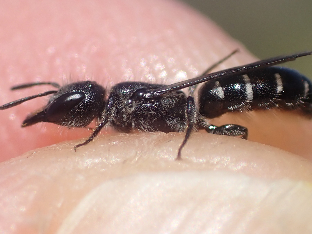 Chelostoma edentulum