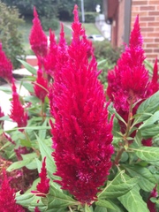 Celosia argentea plumosa