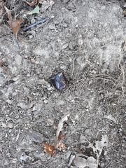 Oryctes nasicornis corniculatus