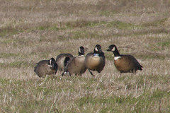 Branta hutchinsii leucopareia