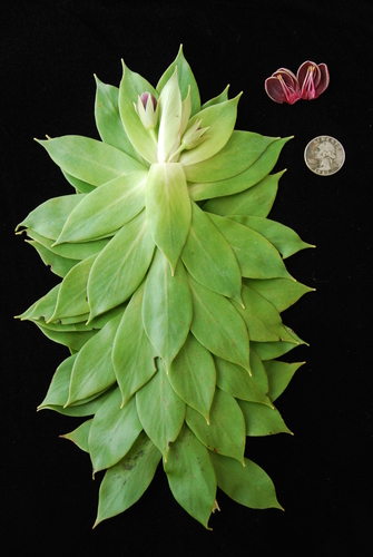 Lysimachia venosa observed 2012-01-13
