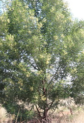 Acacia mearnsii