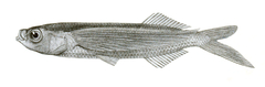 Tropical Two-Wing Flyingfish photo 5
