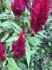 Celosia argentea plumosa