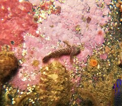Splitbanded Goby photo 3