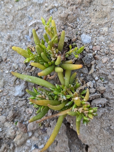 Image of Cistanthe ambigua by (c) Jason Schock, some rights reserved (CC BY)