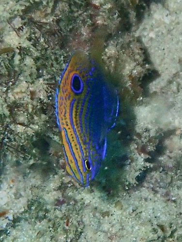 Princess Damselfish