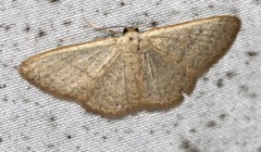 Idaea uniformis