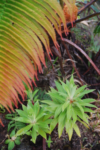 Lysimachia venosa observed 2013-04-03