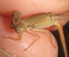 Ceriagrion suave