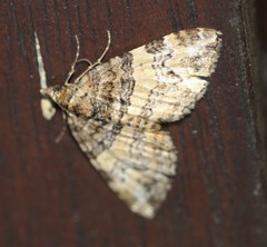 Chrysolarentia phaedra