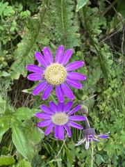 Pericallis tussilaginis image