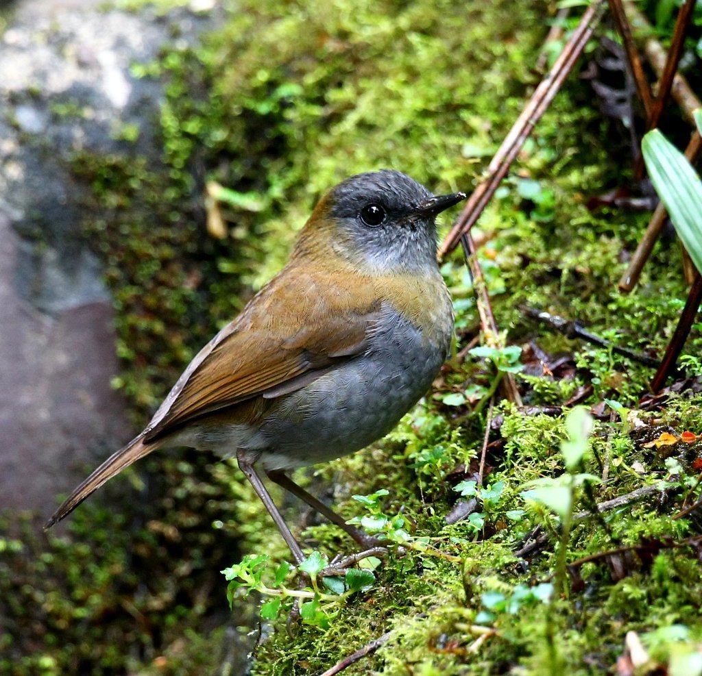 Black-billed Nightingale-Thrush photo
