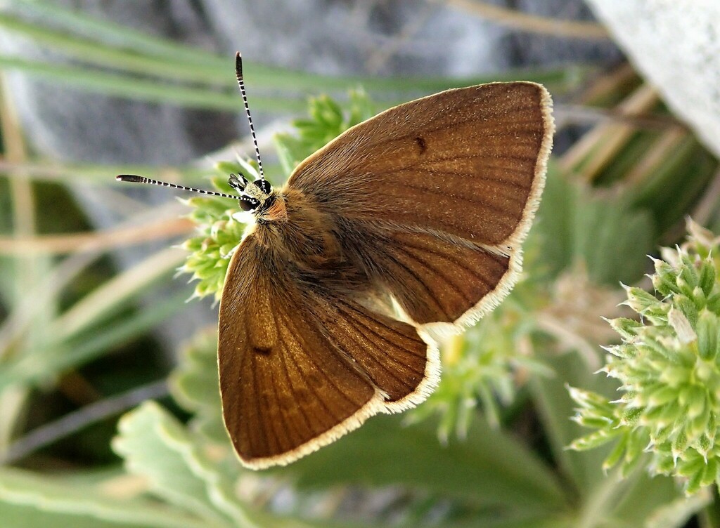 Higgins’s Anomalous Blue