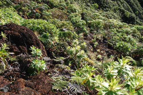 Lysimachia venosa observed 2015-01-07